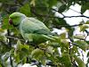 Click image for larger version

Name:	Herts-Parrot.jpg
Views:	15
Size:	219.2 KB
ID:	16202